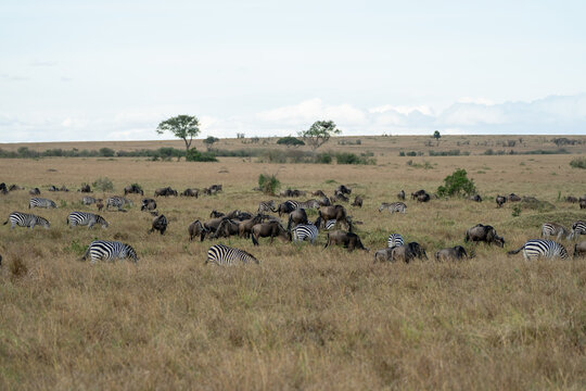 Zebras and Wildebeest Grazing Together on African Savanna