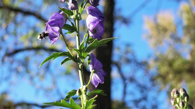 Bumblebee with pollen flies near purple aconite flowers against a blue sky in sunlight.