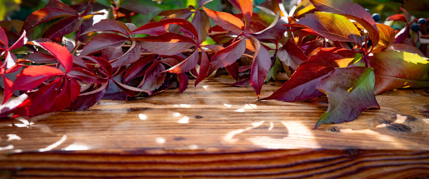 Colorful autumn leaves on rustic wood in sunlight with shadows. Background for autumn decoration and space for text.