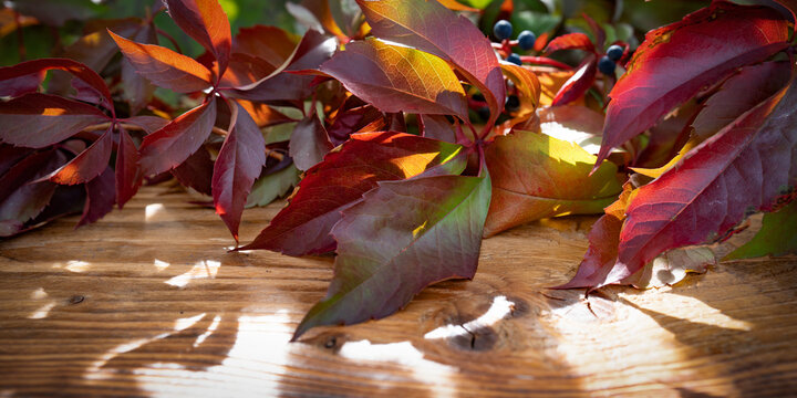 Colorful autumn leaves on rustic wood in sunlight with shadows. Background for autumn decoration and space for text.