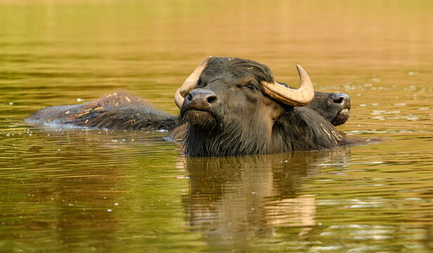 water buffalo (Bubalus arnee) in water