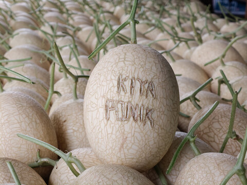 Close-up view of freshly harvested ripe cantaloupe melons arranged together, highlighting their distinctive netted skin texture, green stems, and natural appearance. Suitable for agriculture, fresh pr