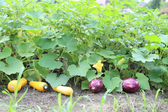 Farmer hand harvesting fresh organic purple striped eggplant and yellow zucchini squashes from soil in summer vegetable garden, outdoor agricultural crop
