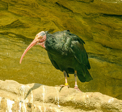 northern bald ibis, hermit ibis, or Waldrapp (Geronticus eremita)