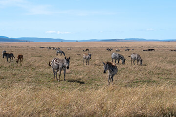 Herd of Zebras Grazing on Golden Grassland in African Savanna © Noa Amel