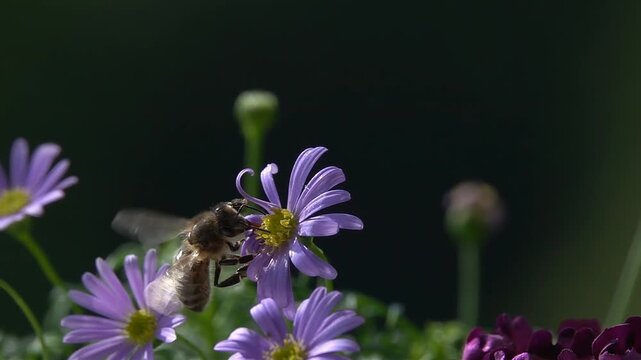 Bees, Fly on Purple Flowers
