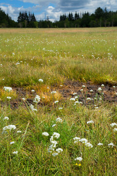 Roberts Meadow, Kingston Prairie Preserve, Marion County, Oregon