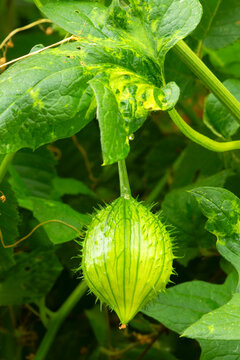 Coastal manroot (Marah oregana), Willamette Mission State Park, Marion County, Oregon