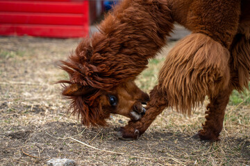 Fototapeta premium A shaggy brown llama bends its head to scratch its hoof while standing on a dirt and straw covered surface outdoors.