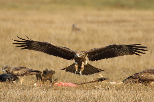 A flock of black kites is feeding on a carcass in the grassland.