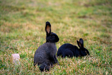 Two rabbits are in a grassy field, with one sitting upright in the foreground and the other grazing behind it. © Marina
