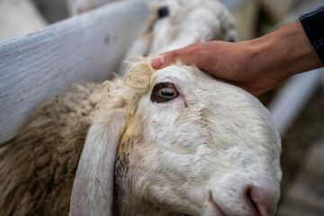 Close up of a white sheep being petted by a person beside a wooden fence, with another sheep in the background. © Marina