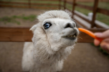 Fototapeta premium Close-up of a white alpaca with a blue eye reaching toward a carrot held by a person in an outdoor enclosure.