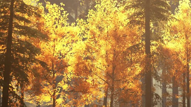 Sunlight filters through tall trees, illuminating vibrant yellow leaves in a serene forest. The warm hues create a peaceful atmosphere, capturing the essence of autumns beauty.