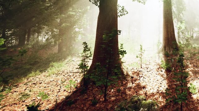 Golden rays of sunlight burst through the tall trees, illuminating the forest floor. Leaves gently rustle in the calm atmosphere, creating a peaceful, enchanting scene.