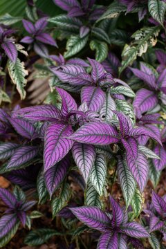 Close-up of Persian Shield plant foliage (Strobilanthes dyeriana) displaying vibrant purple and green leaves with metallic texture
