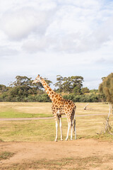 giraffe in the zoo  © Lucy Rock