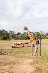 giraffe in the zoo with safari bus in background © Lucy Rock