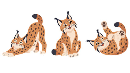 Spotted lynx in three playful poses © Andrei