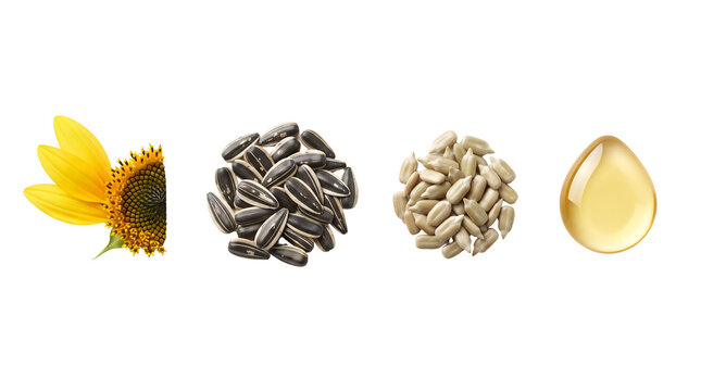 Sunflower components showing flower head black seeds peeled kernels and golden oil drop on white background with sunflower white background