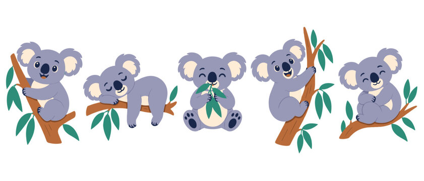 Set of cute koalas eating and resting on eucalyptus branches