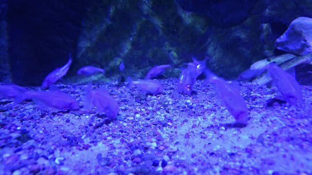 small tropical fish swim and hover above colorful gravel in blue aquarium lighting, moving around rocks and aquatic plants in a tranquil underwater habitat