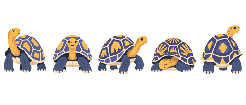 Cartoon tortoises in varied poses with patterned shells
