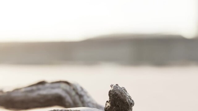 A small frog sits quietly on a smooth rock, enjoying the gentle warmth of the sun. The water glimmers softly in the background as the day slowly fades into evening.