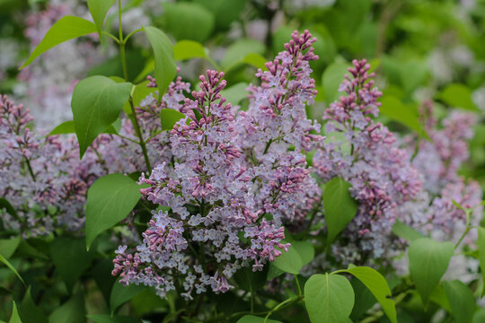 Close up view of beautiful blooming lilac flowers, Syringa vulgaris with light purple blossoms and green leaves in spring park. Fragrant spring flowers in full bloom, floral background.