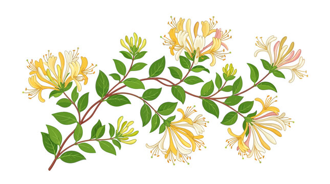 Honeysuckle Branch with Blossoms and Leaves, Isolated Vector Illustration