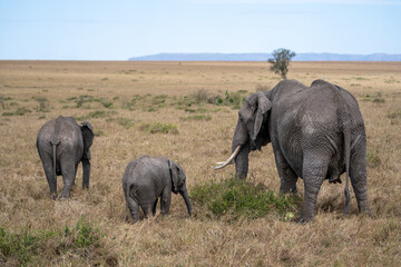 Elephant Family Walking Across Golden African Savanna © Noa Amel