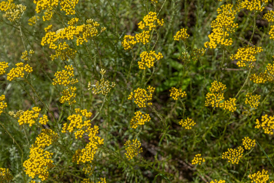 Wildflowers Bloom in a Field During Spring Season