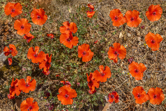 Bright Orange Flowers Grow in a Garden Setting