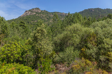 Obraz premium Nature View With Mountains and Trees in Sunlight