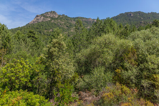 Nature View With Mountains and Trees in Sunlight