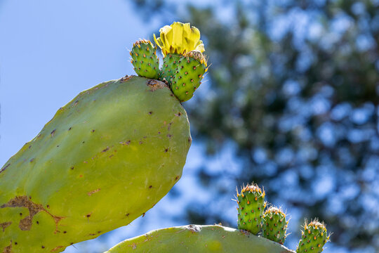 Cactus Flower Blooming in Bright Sunlight