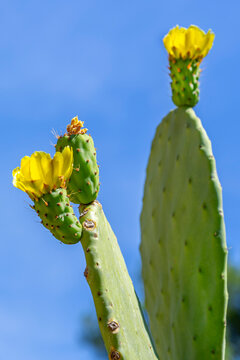Cactus With Yellow Flowers Under a Blue Sky