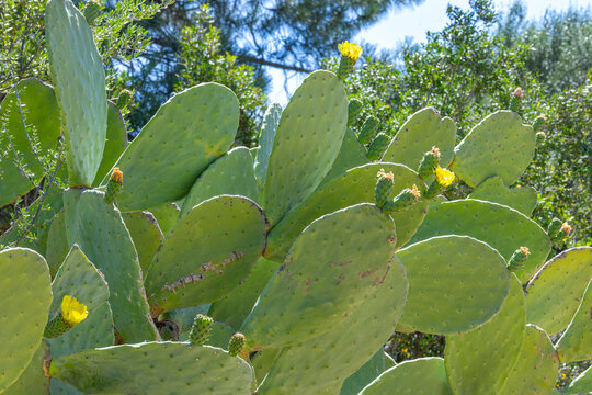 Cactus Pads With Yellow Flowers in Bright Sunlight