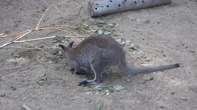 A small kangaroo is enjoying a tasty meal.