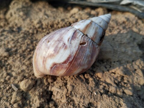 ​Empty snail shell lying on dry cracked soil outdoors in natural light