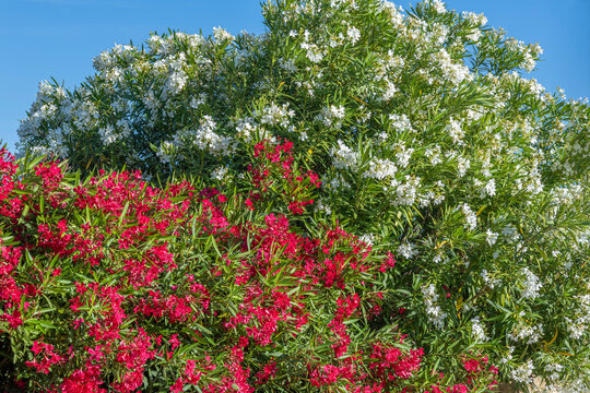 Bushes of red and pink and white flowers Nerium oleander growing over blue sky