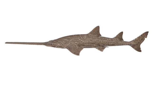 Realistic 3D illustration of a sawshark (Pristiophorus) featuring its iconic long serrated rostrum and side gills, a unique deep-sea cartilaginous fish isolated on a transparent background.