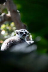 ワオキツネザル © yamada_taro_chan