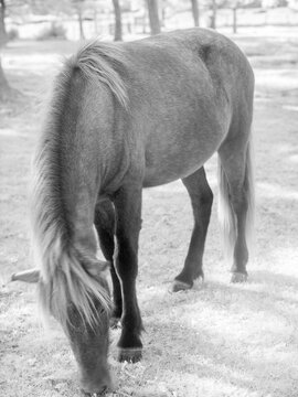 Horse grazing in a field under infrared filter showcasing details of nature and surroundings