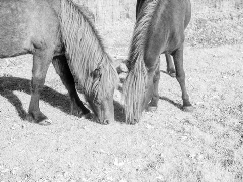 Two horses grazing on grass under infrared photography conditions in a natural setting