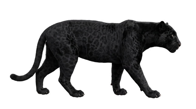 Graceful black panther walking in side profile view, showcasing a muscular build and dark spotted melanistic fur, isolated on a transparent background for wildlife and nature design projects.