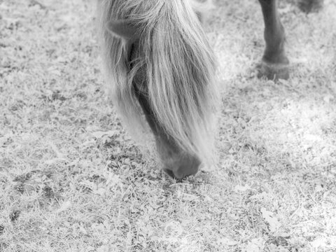Pony grazing on grass with infrared filter in natural setting