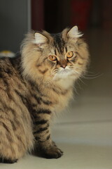 Fluffy Tabby Cat Looking Over Its Shoulder © Indra