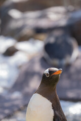 ジェンツーペンギン © yamada_taro_chan