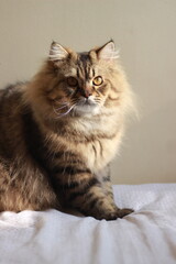 Majestic Long Haired Tabby Cat Sitting in Sunlight © Indra